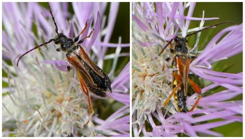 Réf. 281 524 : Stenopterus rufus